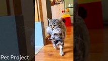 Baby Cats - Cute and Funny Cat Videos Compilation  | Pet Project