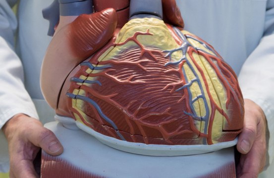 Women who identify as lesbian and bisexual are at higher risk for heart disease