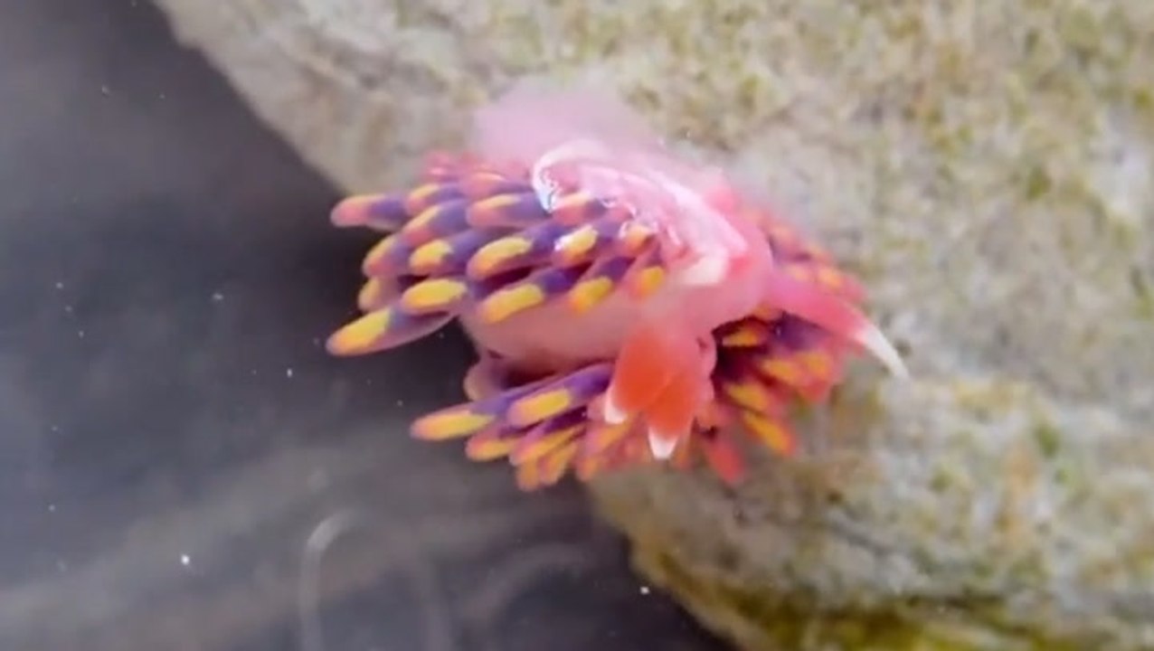 Rare rainbow sea slug found in Cornwall rock pool - video Dailymotion