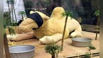 Aashiq E Rasool Oontni / Camel In Love With Prophet Muhammad / Qaswa Camel  #knowledgecorner786