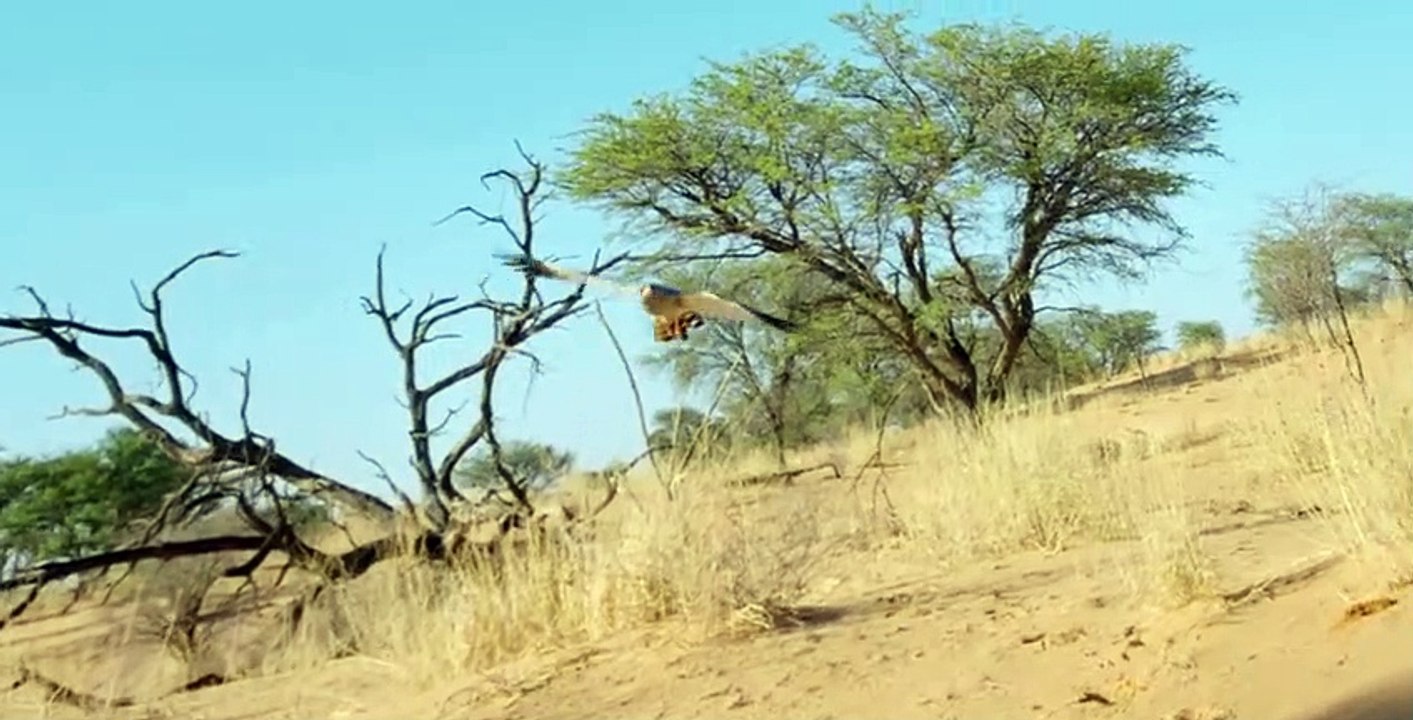 Meet The Meerkats S01 E02