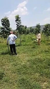 जिले के रिटायर दंपति ने प्रदेश में पहली बार शुरू की मोहगनी की खेती