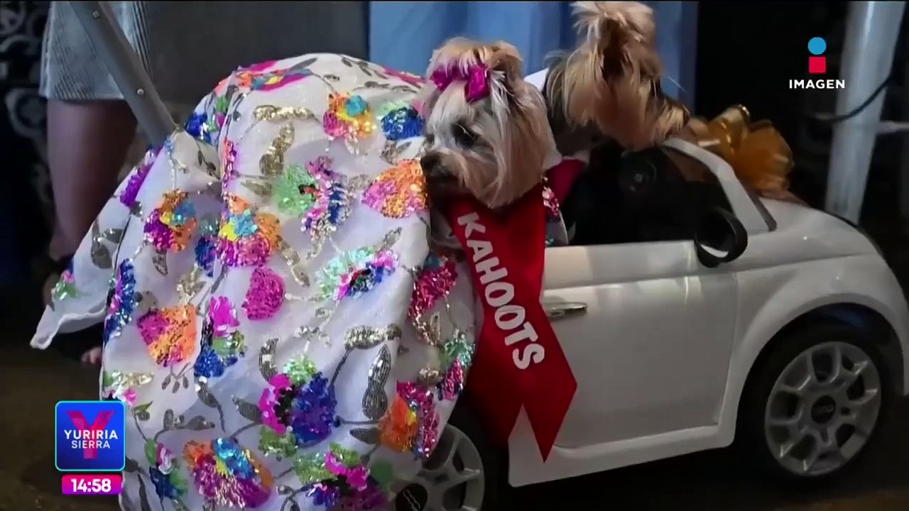 Perritos desfilan con sus mejores outfits en Es...