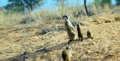 Meet The Meerkats S01 E04