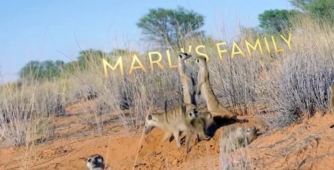 Meet The Meerkats S01 E06