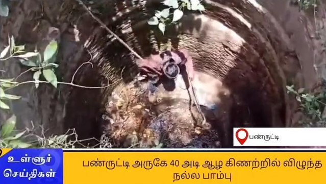 கடலூர்: 40 அடி கிணற்றில் விழுந்த நல்ல பாம்பு!