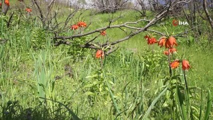 Şırnak'ta ters laleler son demlerini yaşıyor