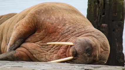 Thor's Yorkshire Expedition: A Rare UK Sighting of an Arctic Walrus!