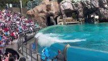 Sea World Orca Show Highlights - What sitting in the Splash Zone looks like