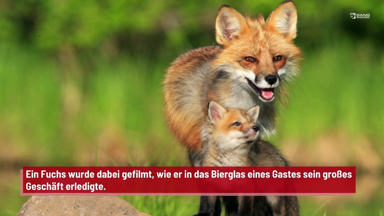 Fuchs beim “Geschäft machen” in Bierglas gefilmt