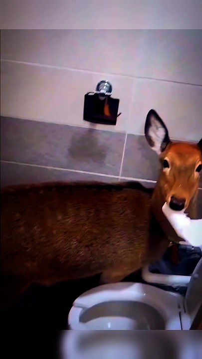 The toilet is busy, don't you see?