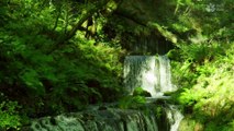 Serene Waterfall in Lush Forest | 1 Hour Relaxing Video with Soothing Nature Sounds