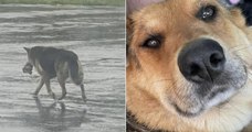 États-Unis : cette chienne, qui a perdu ses maîtres, refuse de lâcher son jouet en peluche préféré