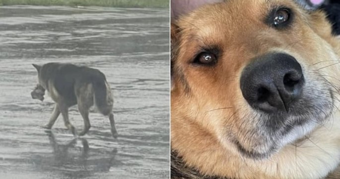 États-Unis : cette chienne, qui a perdu ses maîtres, refuse de lâcher son jouet en peluche préféré