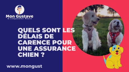 Quels sont les délais de carence pour une assurance chien et chat ?