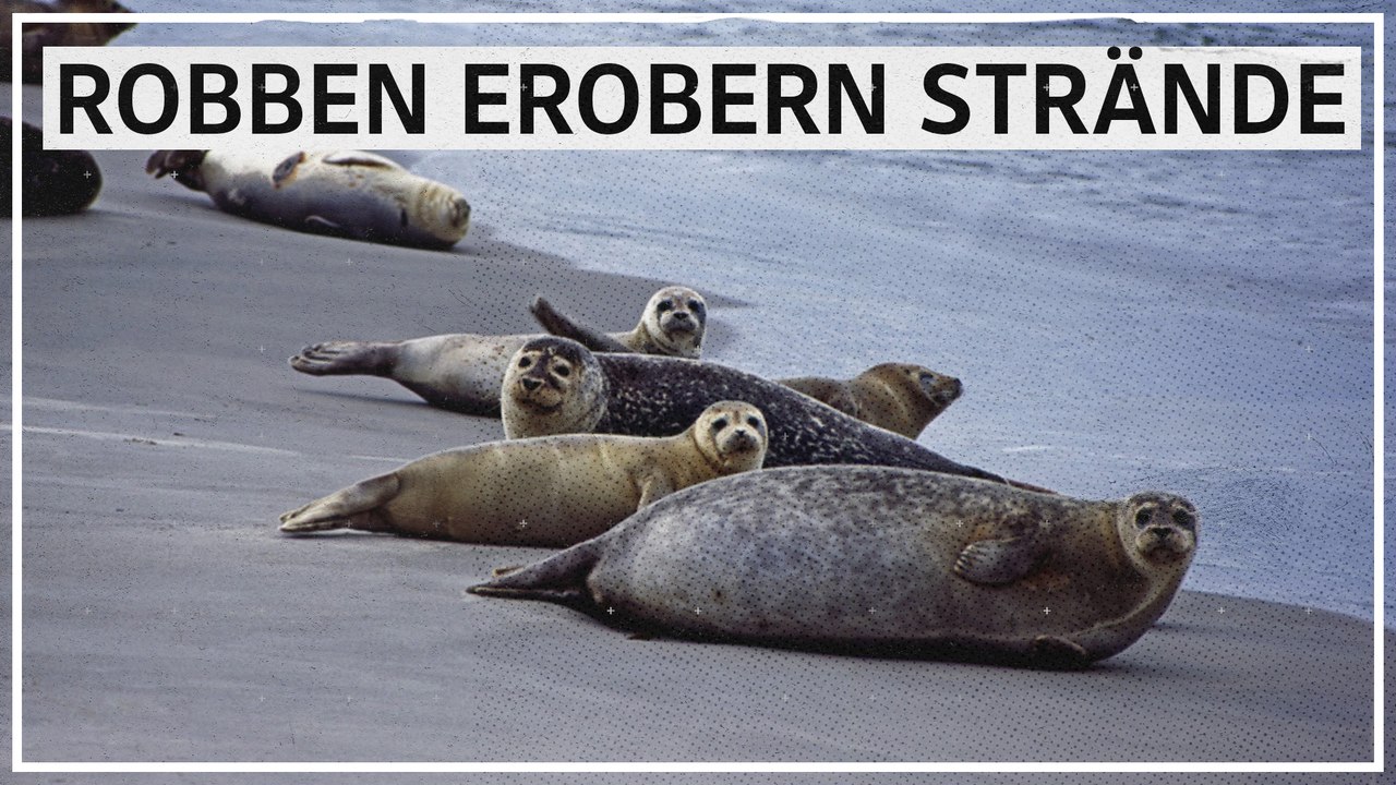 Nordsee-Robben erobern Strände