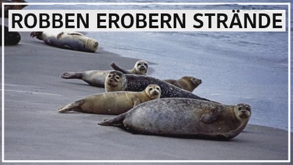Nordsee-Robben erobern Strände