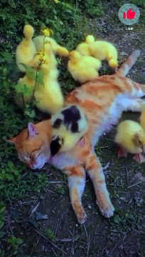 We are so | Cat&Dog Animals #shorts #funny #funnyshorts #fun #cat #dog #jokes #animals #short