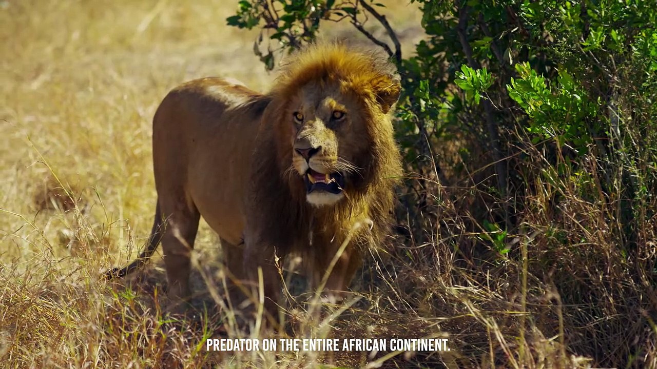 What If a Black Mamba Bites a Lion