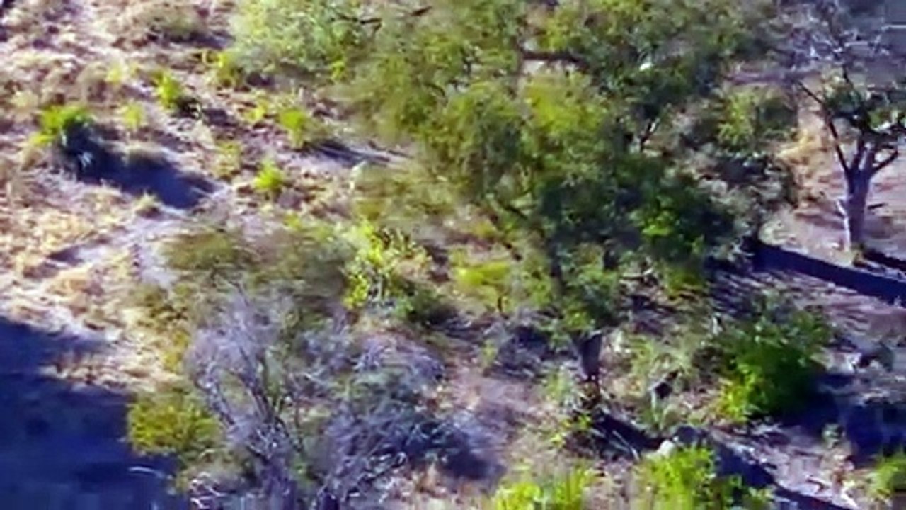 Wild Dogs Unite Against Impalas To Steal Prey