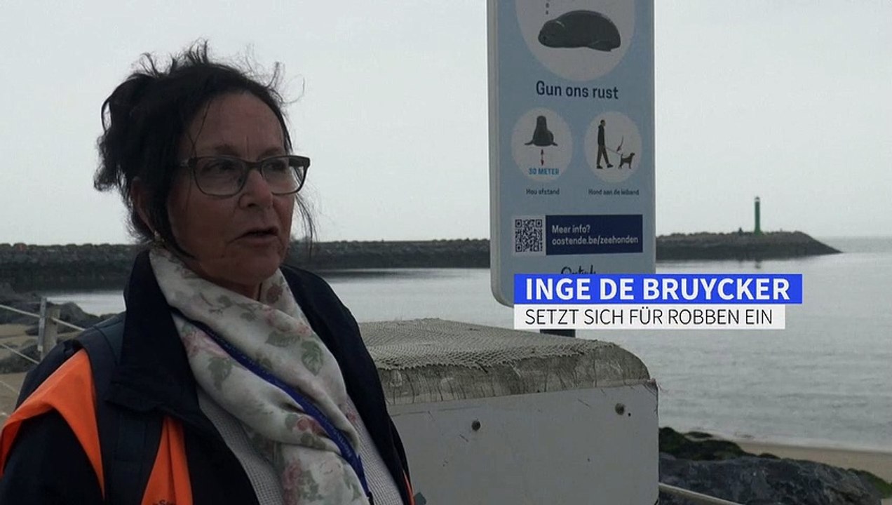 Nordsee-Robben erobern Strände - Konflikte mit Menschen und Hunden