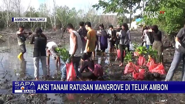 Kegiatan Penanaman Kembali 500 Anakan Mangrove di Teluk Ambon