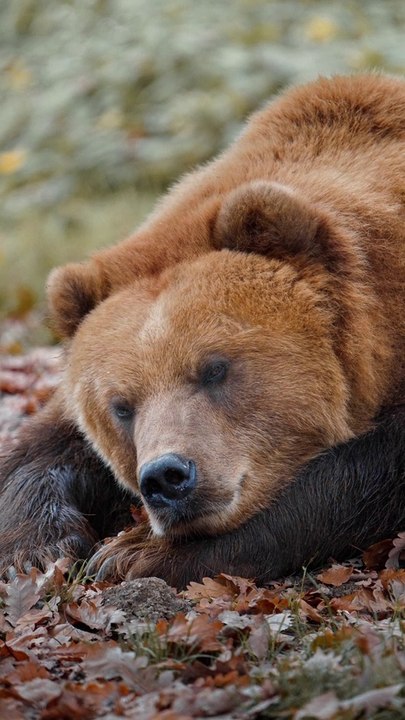 Facts About hibernating bears