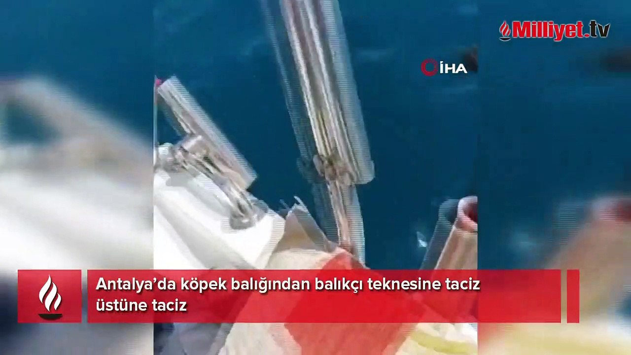 Köpek balığından balıkçı teknesine taciz üstüne taciz