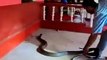 Biggest King Cobra | The Indian Spectacled Cobra | Snakes