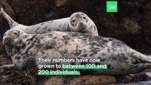 Seals are making a comeback in Belgium: This team of volunteers helping them coexist with humans