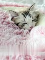Lit-couchage en peluche pour petits chiens et chats