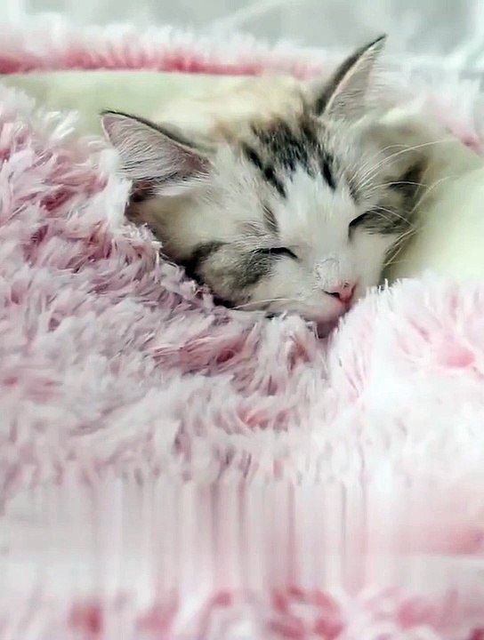 Lit-couchage en peluche pour petits chiens et chats