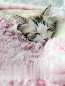 Lit-couchage en peluche pour petits chiens et chats