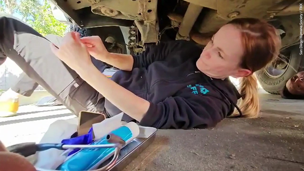 Kitten rescued from chassis of truck after driver 'heard meowing' while at a stop sign