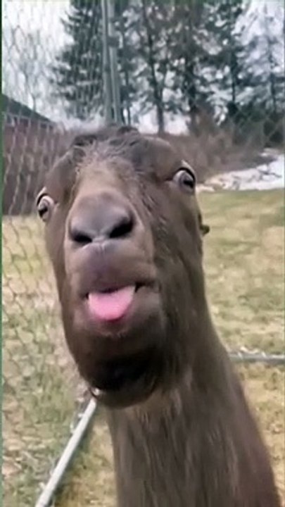 Funny video