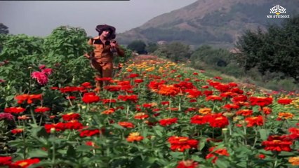 Phoolon Ke Dere Hai/  Zameer 1975 / Amitabh Bachchan , Kishore Kumar