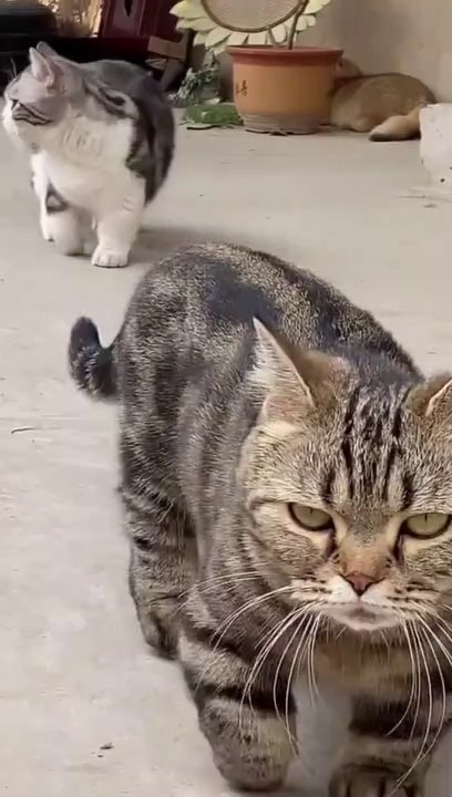 Funny video
