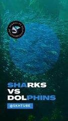 Sharks vs Dolphins: Who Would Win in a Battle of the Oceans?