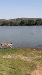 रिद्धी ने किया कछ़ुए का शिकार