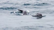 Magical Encounter: Whale and Newborn Calf Welcome Whale Watching Boat!