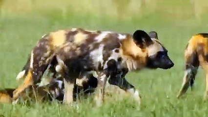 Cobra Uses Her Venom To blind Mongoose ~ Wild Dog Vs Hippo, Huyenna