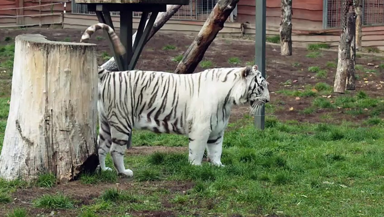 le tigre blanc