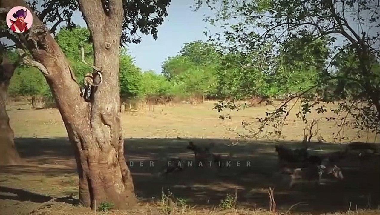 12 gnadenlose und grausame Momente afrikanischer Wildhunde bei der Jagd