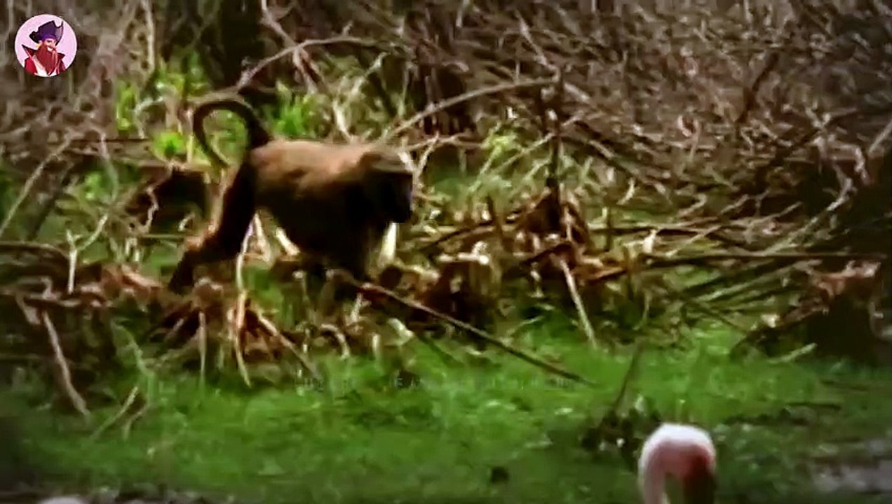 15 besonders wilde Jagden an der Küste