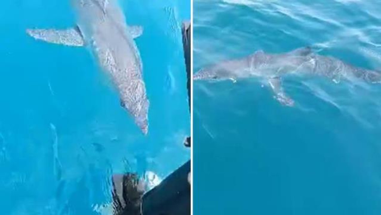 Köpek balığının yakın tacizine maruz kalan adamın söyledikleri sosyal medyayı kırdı geçirdi: Tamam ağabey sen büyüksün