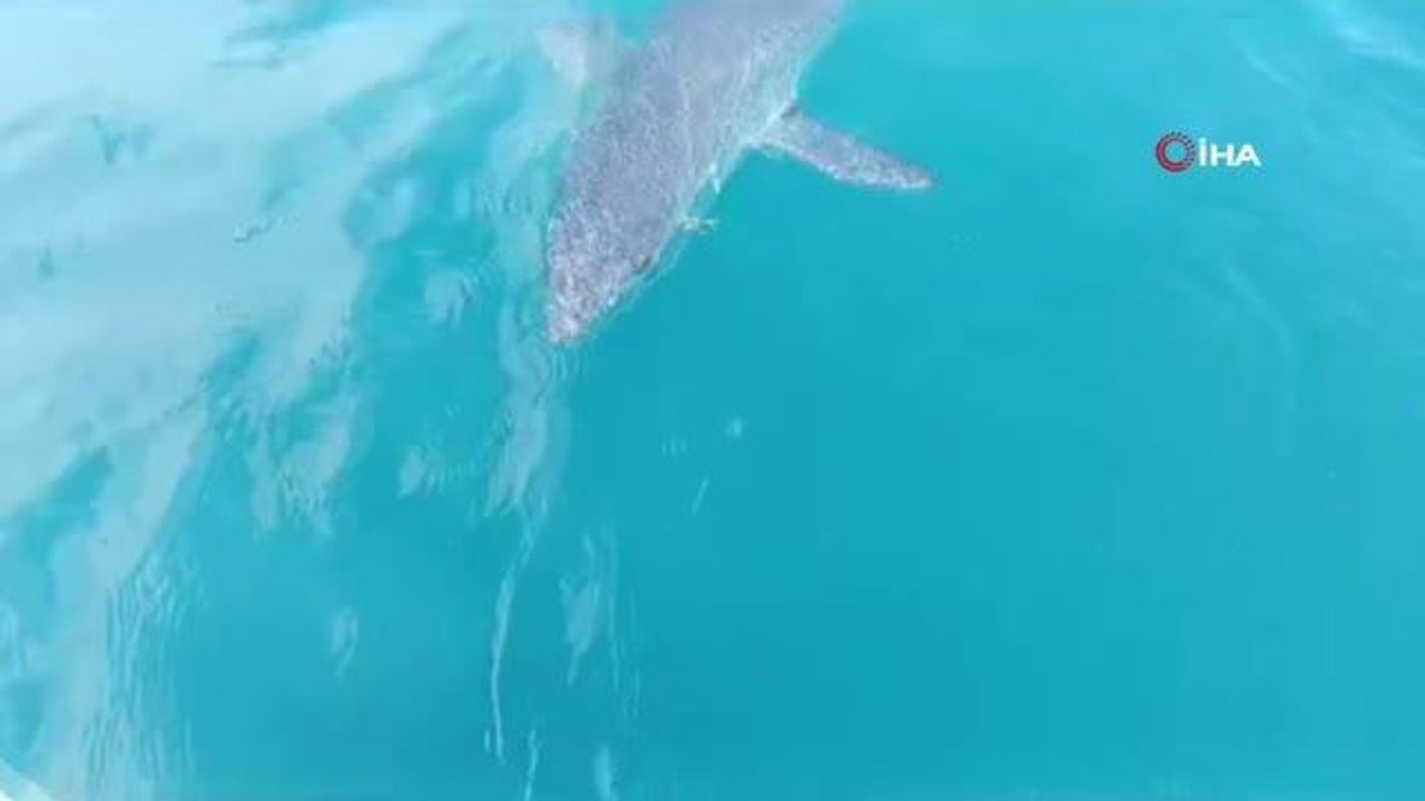 Antalya'da köpekbalığının tacizine uğrayan balıkçı: "Tamam abi sen büyüksün' deyip avımızı yarıda bıraktık. O galip geldi"