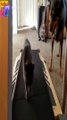 تدريب القطط في الجيم لحظات مضحكة ومؤثرة في آن واحد