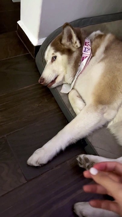 Husky Only Holds Hands With Mom