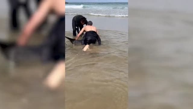 Dos surfistas salvan la vida a un delfín varado en la playa de Mataleñas, cerca de Santander
