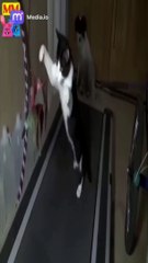 افضل مقاطع الحيوانات الطريفة لقطات مذهلة ومضحكة لن تنساها أبدا